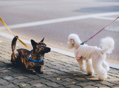 산책-중에-만나-서로-마주보고-있는-하얀색-개와-검은색-얼룩무늬-개