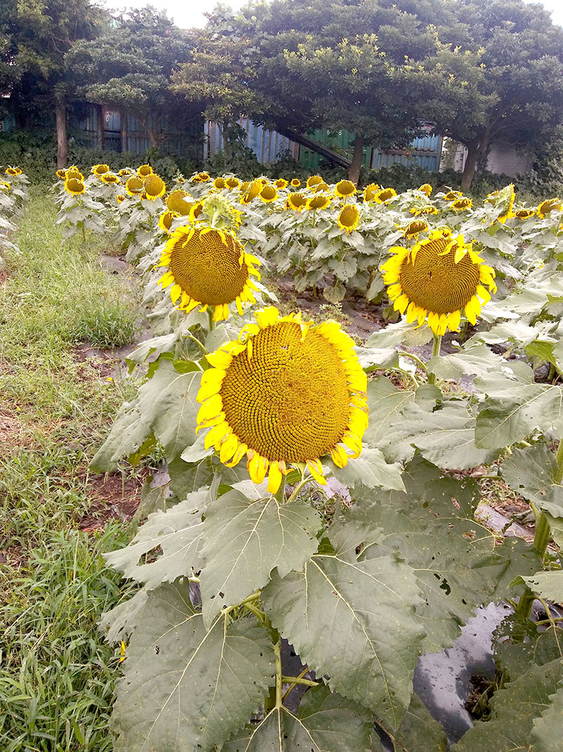 김경숙 해바라기(Kimkyungsook Sunflower)