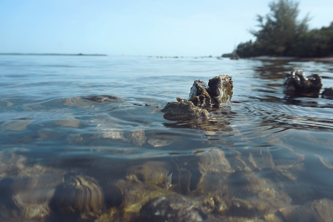 Oyster.