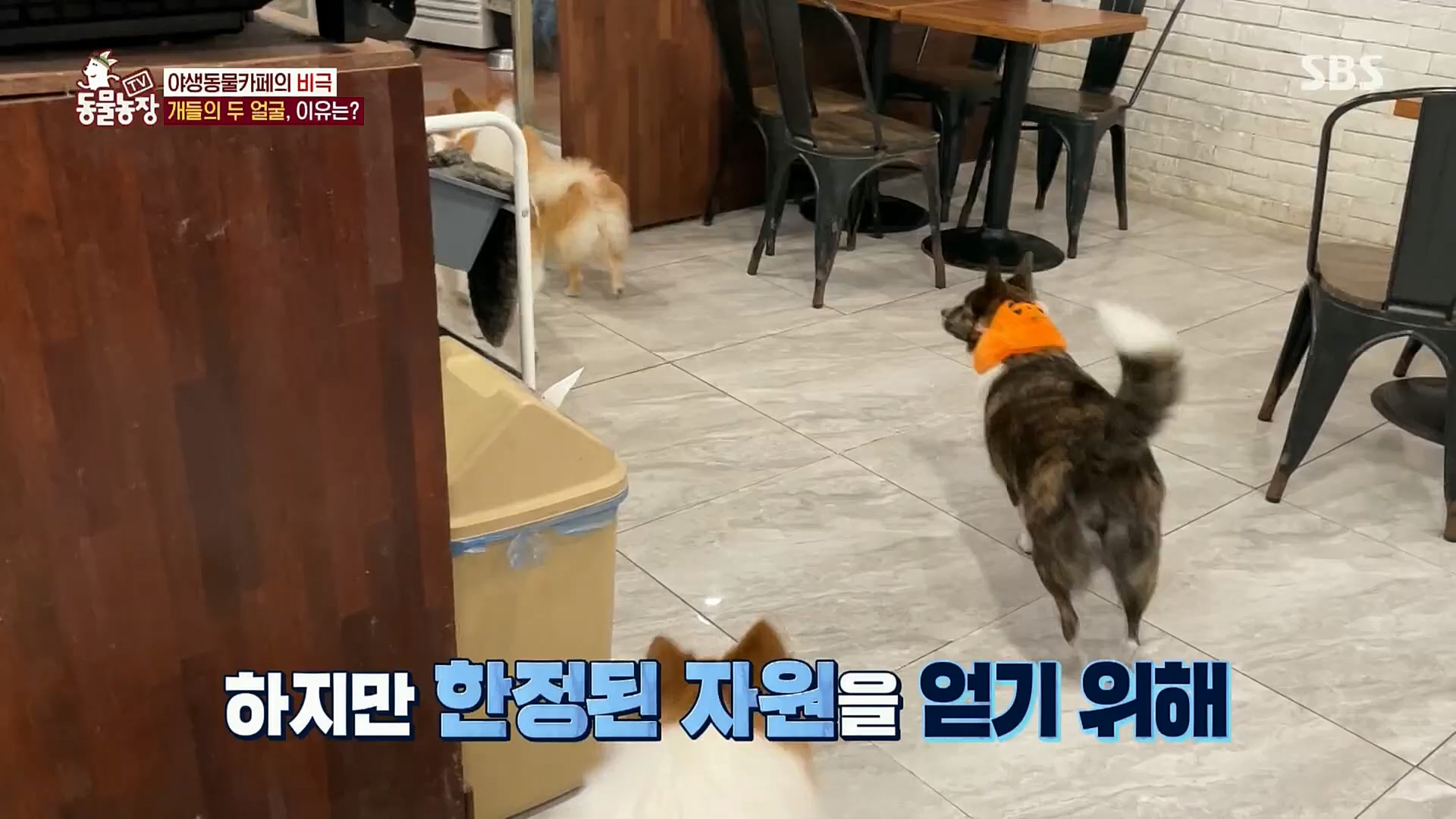 TV 동물농장.E1097.221127p.H264-F1RST.mp4_20221127_181715.444.jpg