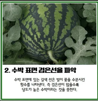 맛있는 수박 고르는법 5가지 feat 좋은 수박 암수 구별법_9