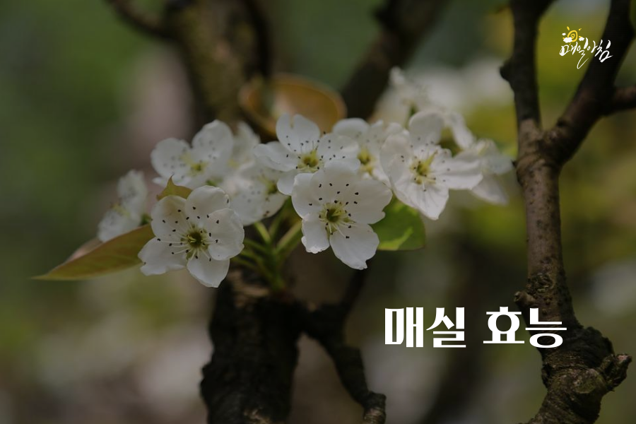  [매일아침좋은글] 매실 효능 몸에 좋은 매실 부작용 피하는 방법