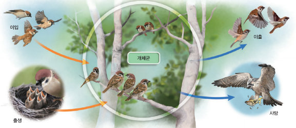  생명과학1: 5-2단원 (개체군의 특성-개채군 밀도,개체군의 생장 곡선,개체군의 생존 곡선,개체군의 주기적 변동,개체군 내 상호작용)