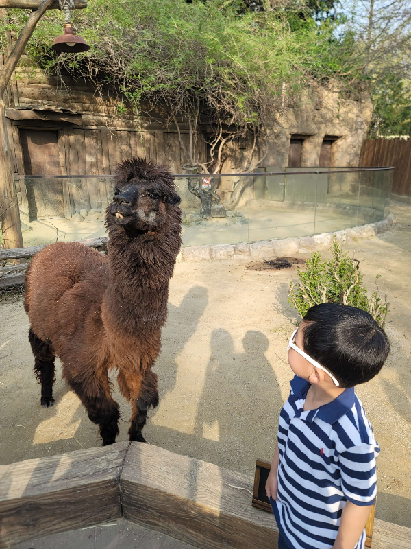 에버랜드 주토피아 타이거밸리