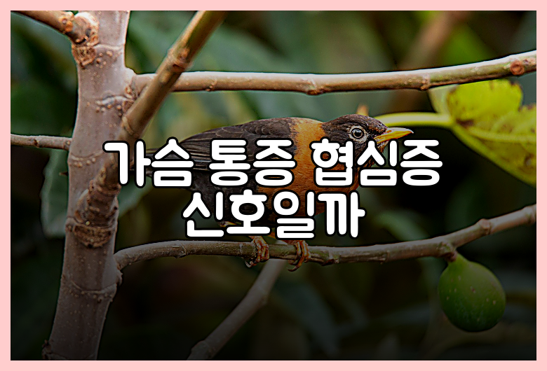 가슴 통증 협심증 신호일까
