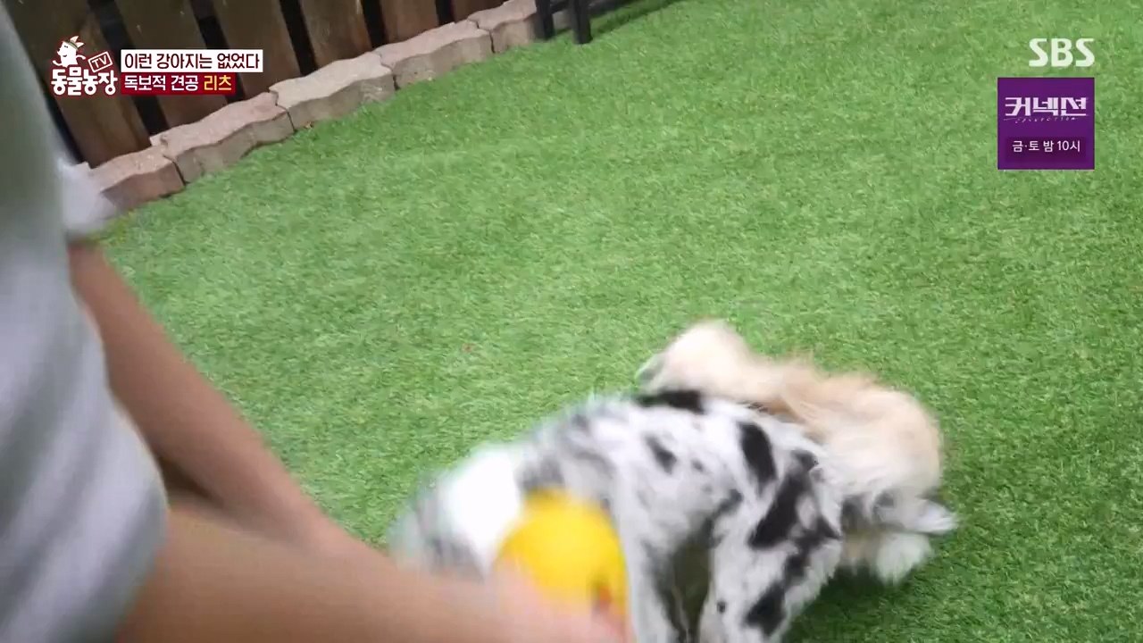TV 동물농장.E1173.240527p-NEXT.mp4_20240526_155712.150.jpg