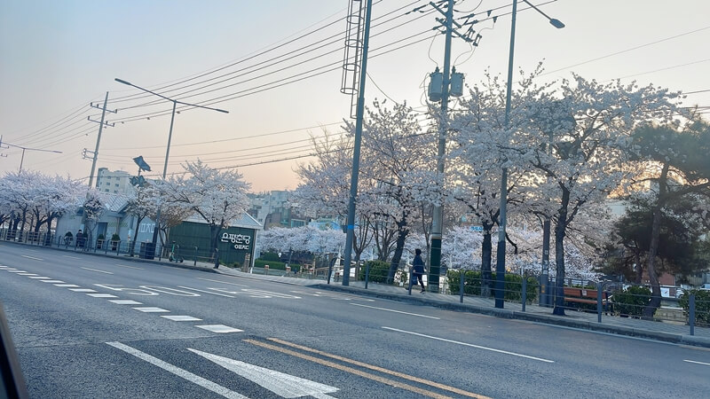 은평구_응암역_부근의_만발한_벚꽃이_너무_이쁘다