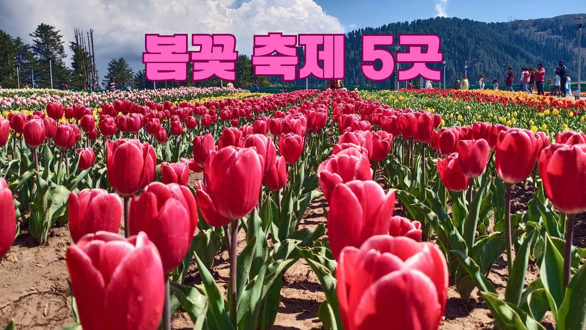 봄꽃 축제 5곳