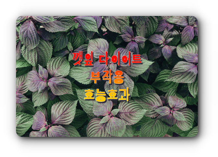  깻잎 다이어트 부작용 효능 효과 다이어트에 좋은 이유 (김미려 다이어트, 요리종류)