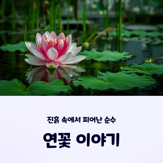 연꽃