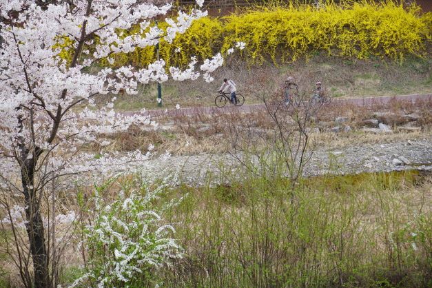 벚꽃 사이로 보이는 금토천 자전거길&#44; 달리는 자전거 1&#44; 흰옷&#44; 길 따라 노란 개나리꽃&#44;