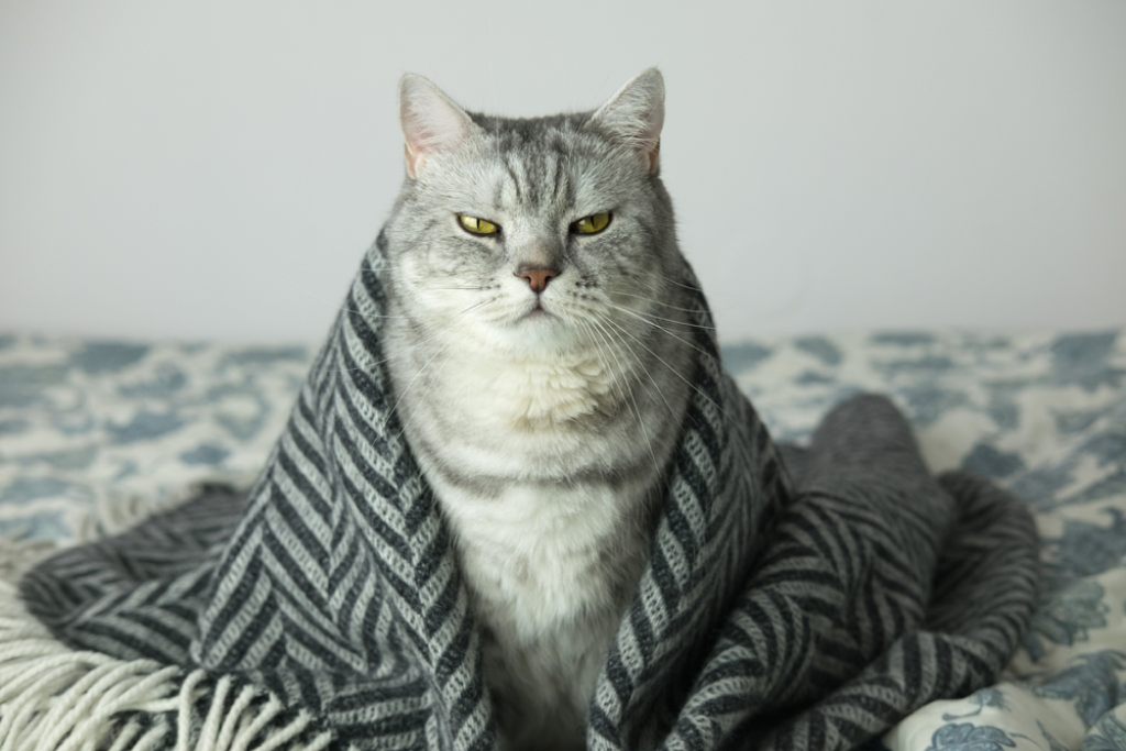 고양이 초보 집사를 위한 완벽 가이드