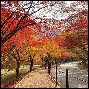 내장산-단풍-길-사진