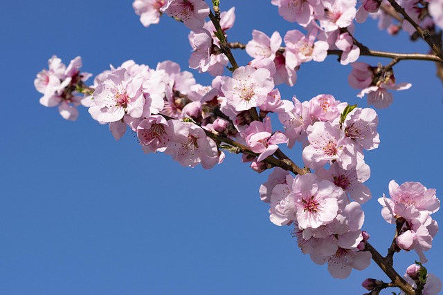🌺2025년 전주 벚꽃 최신 명소🌺