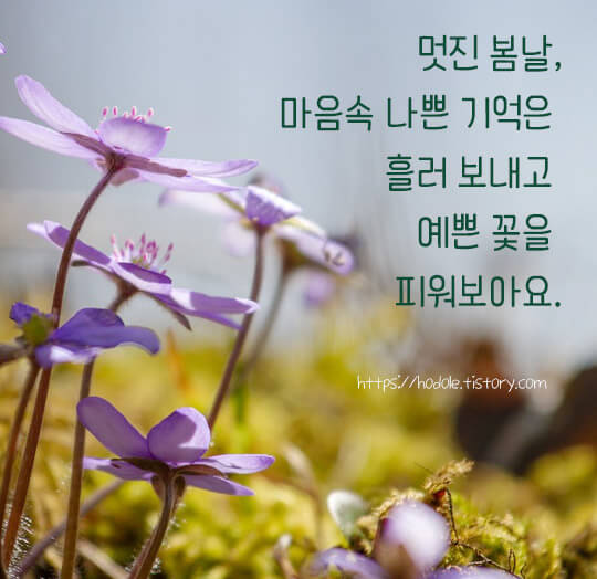 예쁜꽃