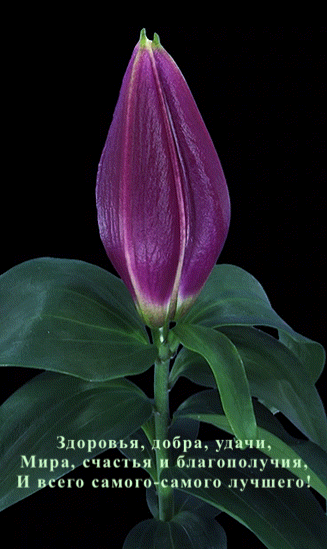 img.gif