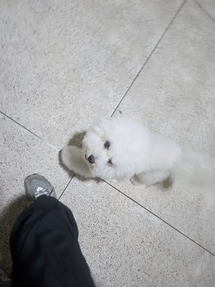 루피