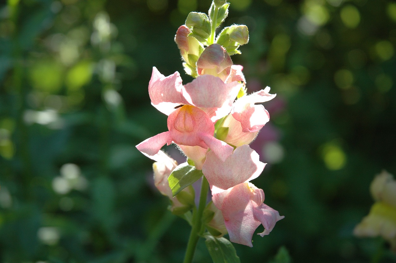  용을 닮은, Snapdragon(금어초)