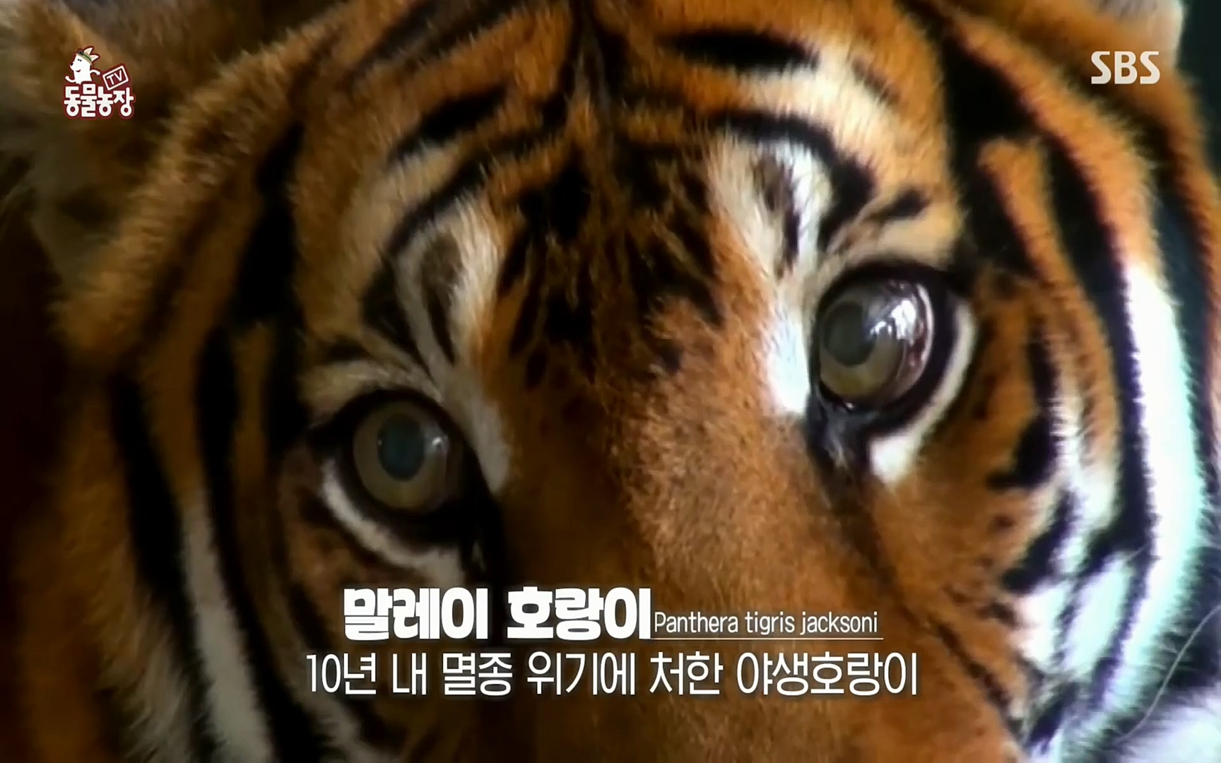 TV 동물농장.E1066.220424p.H264-F1RST.mp4_20220424_194540.017.jpg