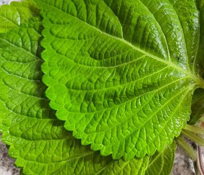 식전-깻잎-다이어트-먹는-방법