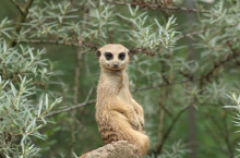Meerkat