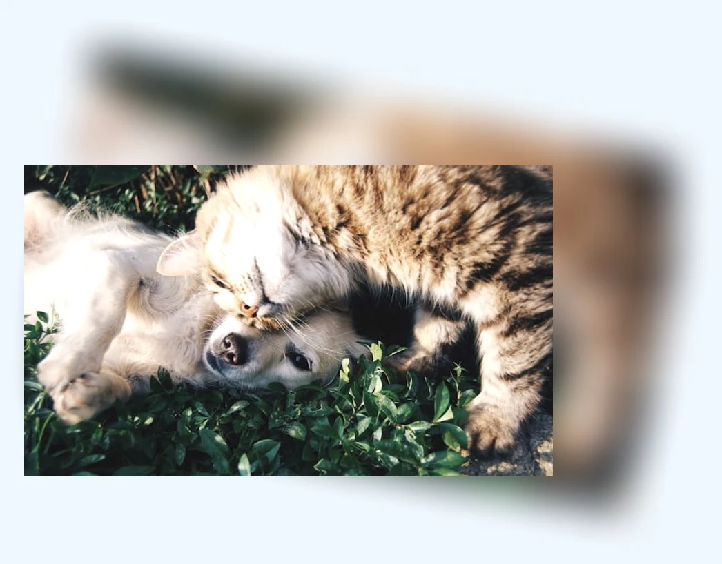 김해반려견동반캠핑_3_subsection