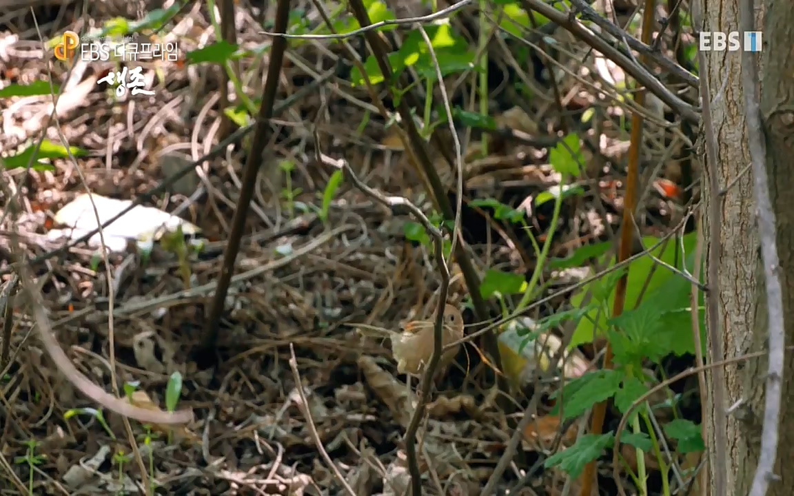 생존 3부_ EBS 다큐프라임_ 220629.avi_20220701_210747.744.jpg