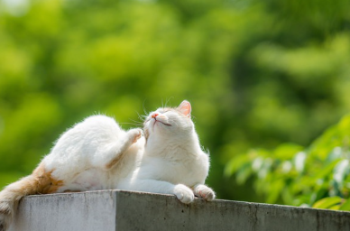 목을 긁고 있는 고양이.