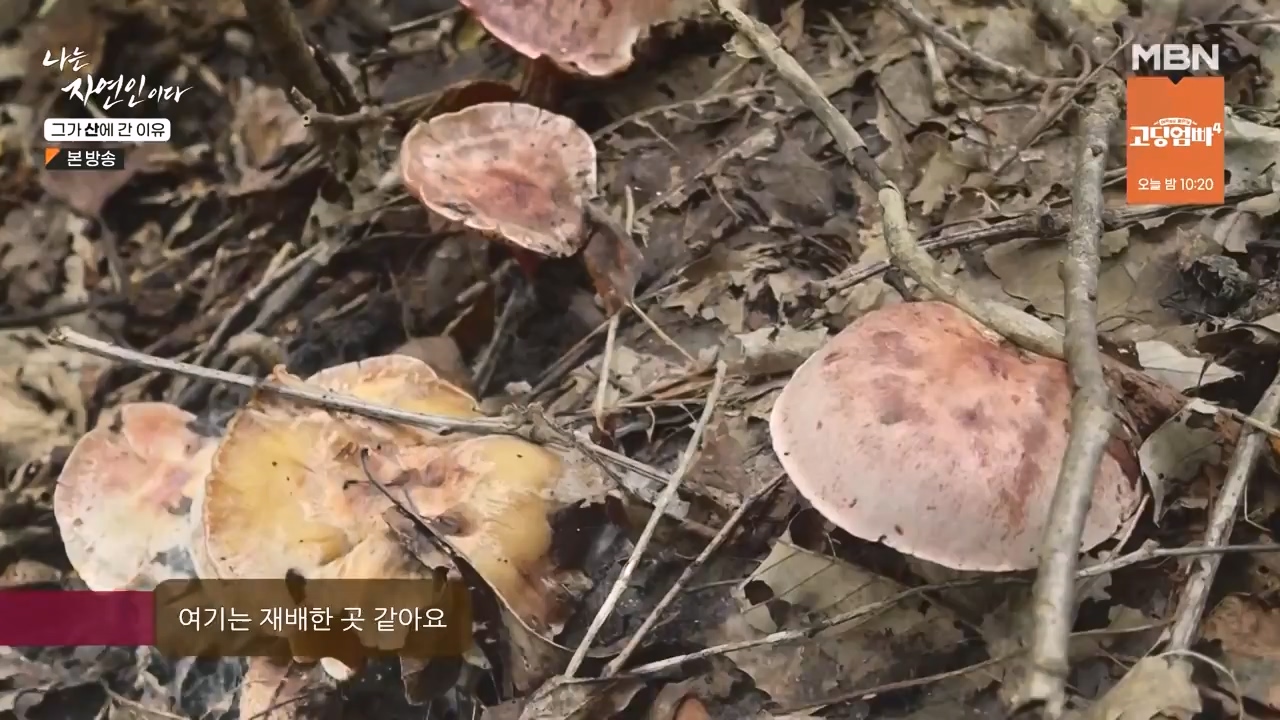 나는 자연인이다.E575.231012p-NEXT.mp4_20231012_201004.628.jpg