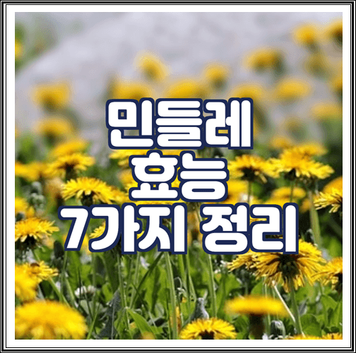  민들레 효능 7가지 정리