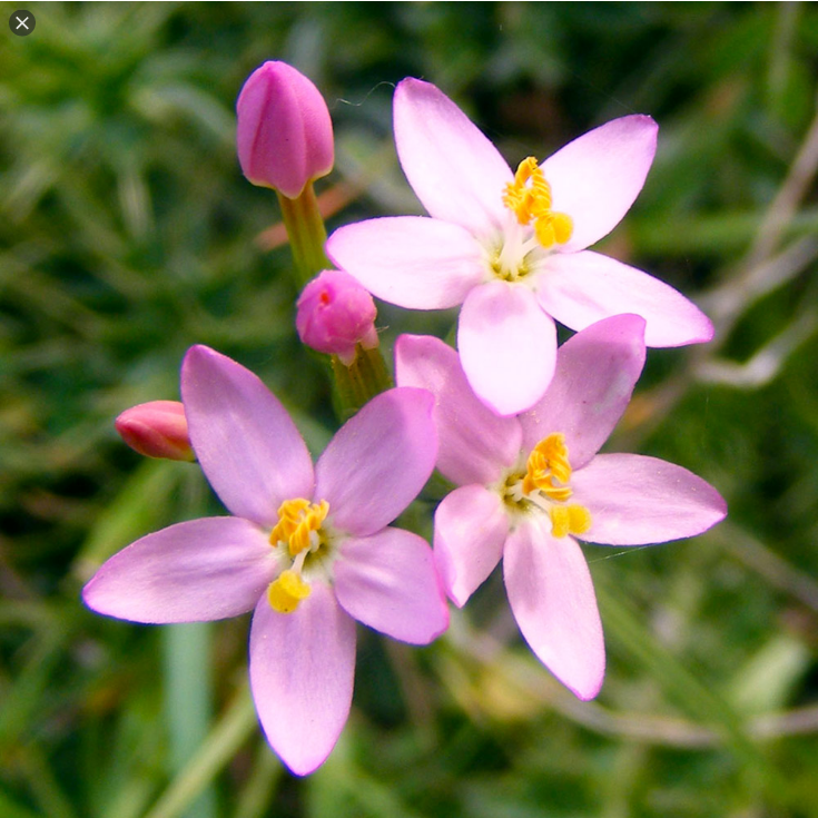  수레국화 (CENTAURY) 효능 부작용 섭취법 알고 가세요.