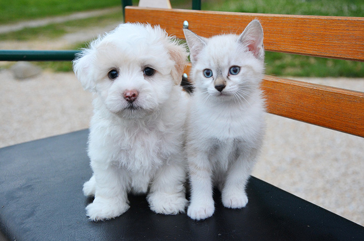 강아지 고양이