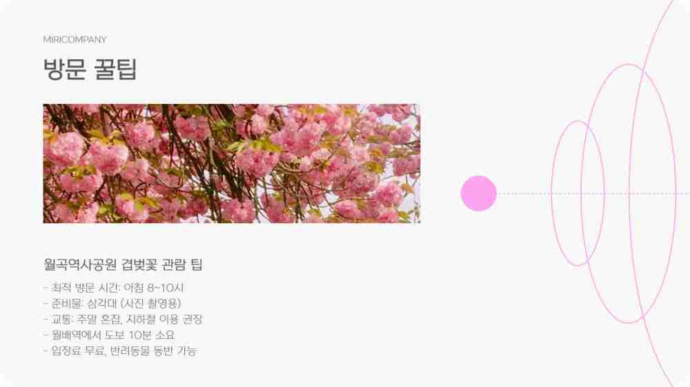 대구 월곡역사공원 겹벚꽃터널 위치 실시간 개화상황