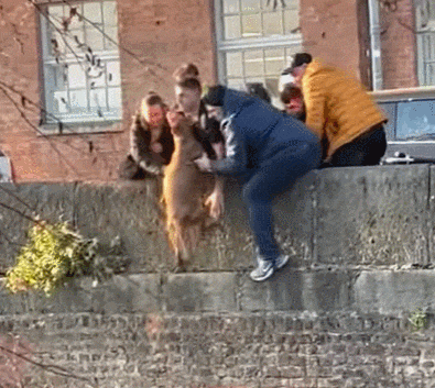 맨체스터 하천에 빠진 강아지 구출 작전 VIDEO: Group of Guys Dangle Themselves to Rescue a Dog That Fell Into a Canal in Manchester