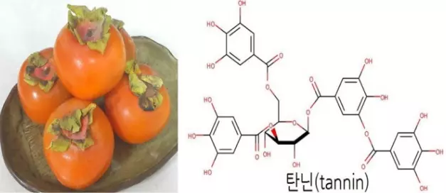  탄닌(tannin)의 힘! 식물이 외부 위협으로부터 자신을 지키는 비밀