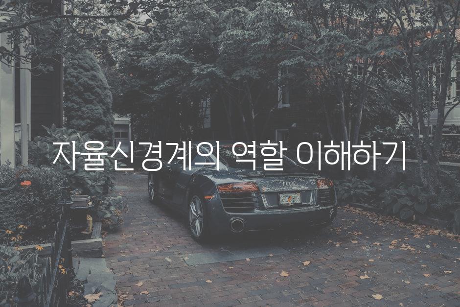 자율신경계의 역할 이해하기