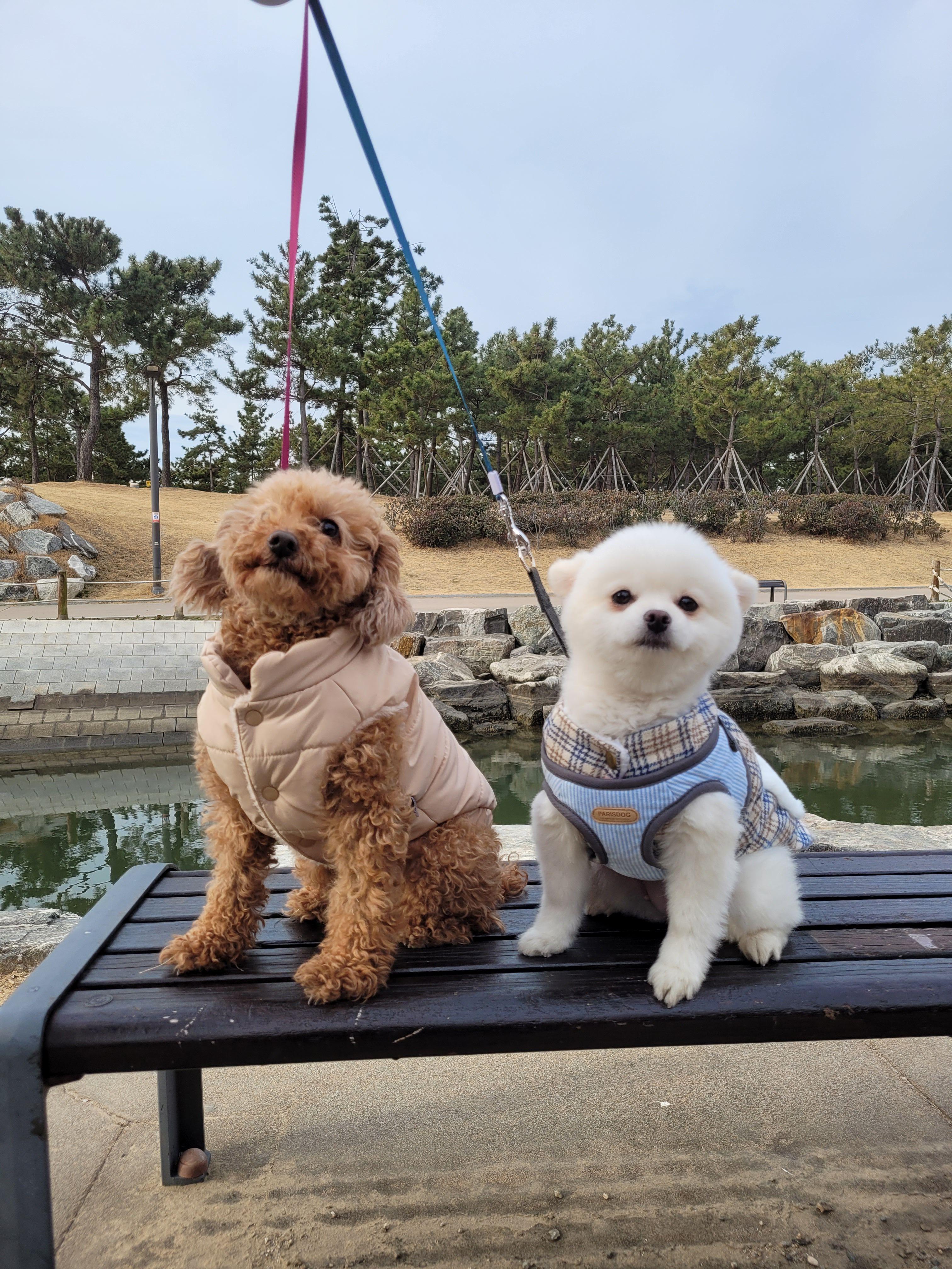  강아지 리쉬 자동리드줄 추천 / 사용후기 및 정보 - 브라더멍 산책줄 , 튼튼하고 가성비 좋은 3m 목줄