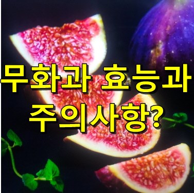  무화과 먹는법과 보관법 그리고 주의사항(무화과 알레르기)