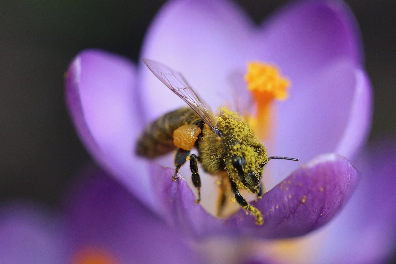 꿀벌-역할-화분매개