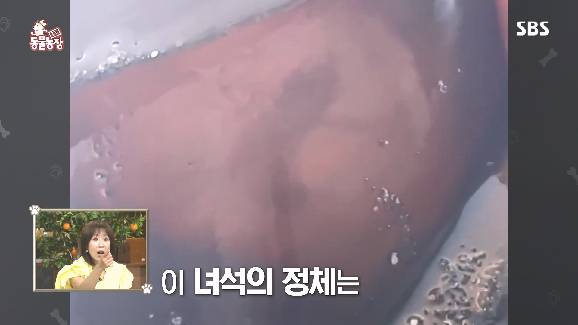 TV 동물농장.E1185.240818p.H264-F1RST.mp4_20240818_161555.151.jpg