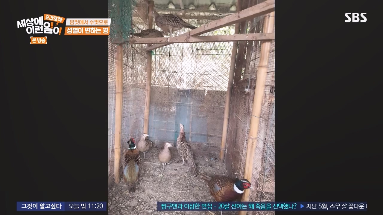 순간포착 세상에 이런일이.E1248.231015p-NEXT.mp4_20231015_164802.169.jpg