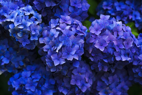 수국 (Hydrangea)의 이야기&#44; 꽃의 상징과 꽃말&#44; 종류와 색상&#44; 재배 요령