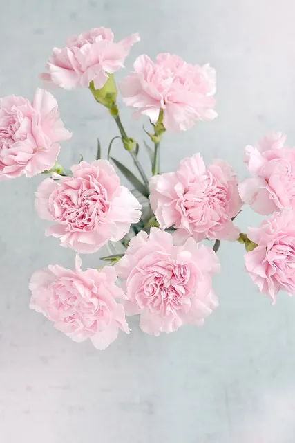 카네이션 화분 키우는 방법 생화 꽃바구니 관리_2