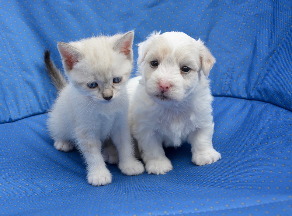 고양이 댕댕이 냥이 멍멍이 댕댕이집사 반려묘