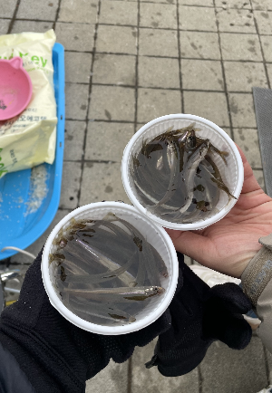 여의도-빙어낚시