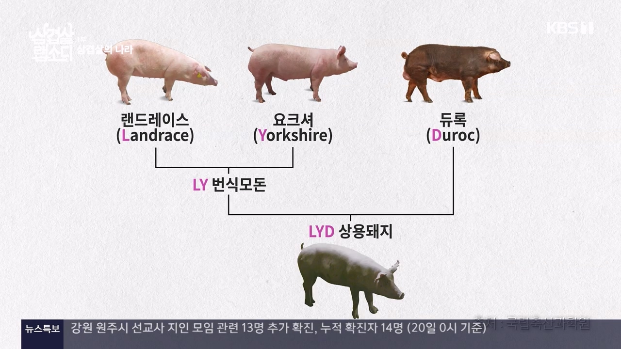 삼겹살 랩소디.E01.201221p-NEXT.mp4_20240221_201339.320.jpg