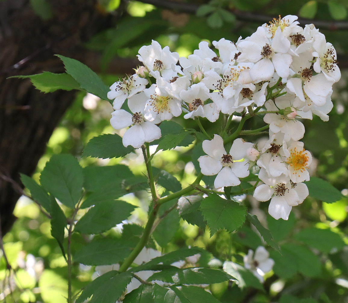  찔레꽃 (ノイバラ)