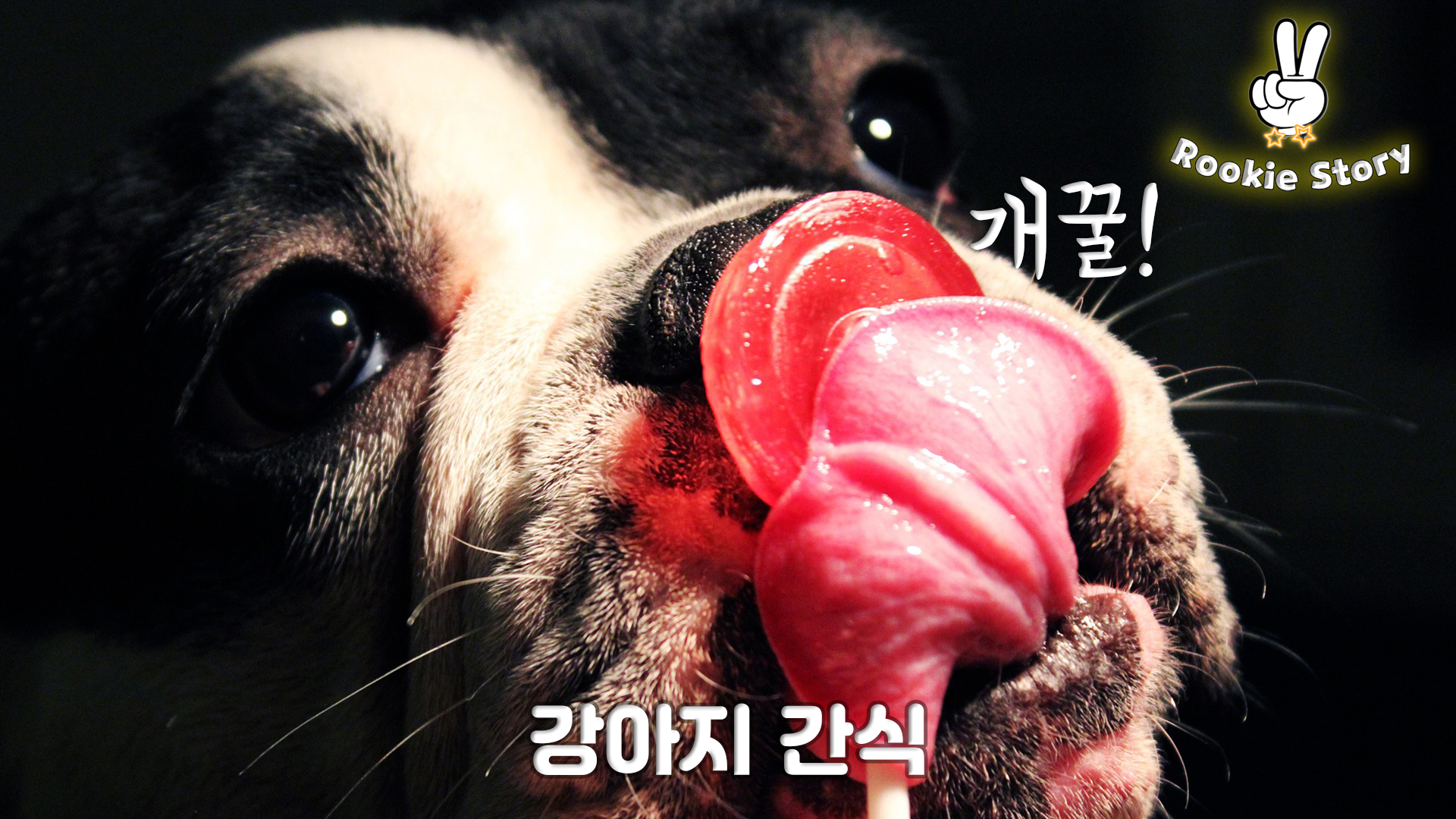  강아지 영양제와 간식