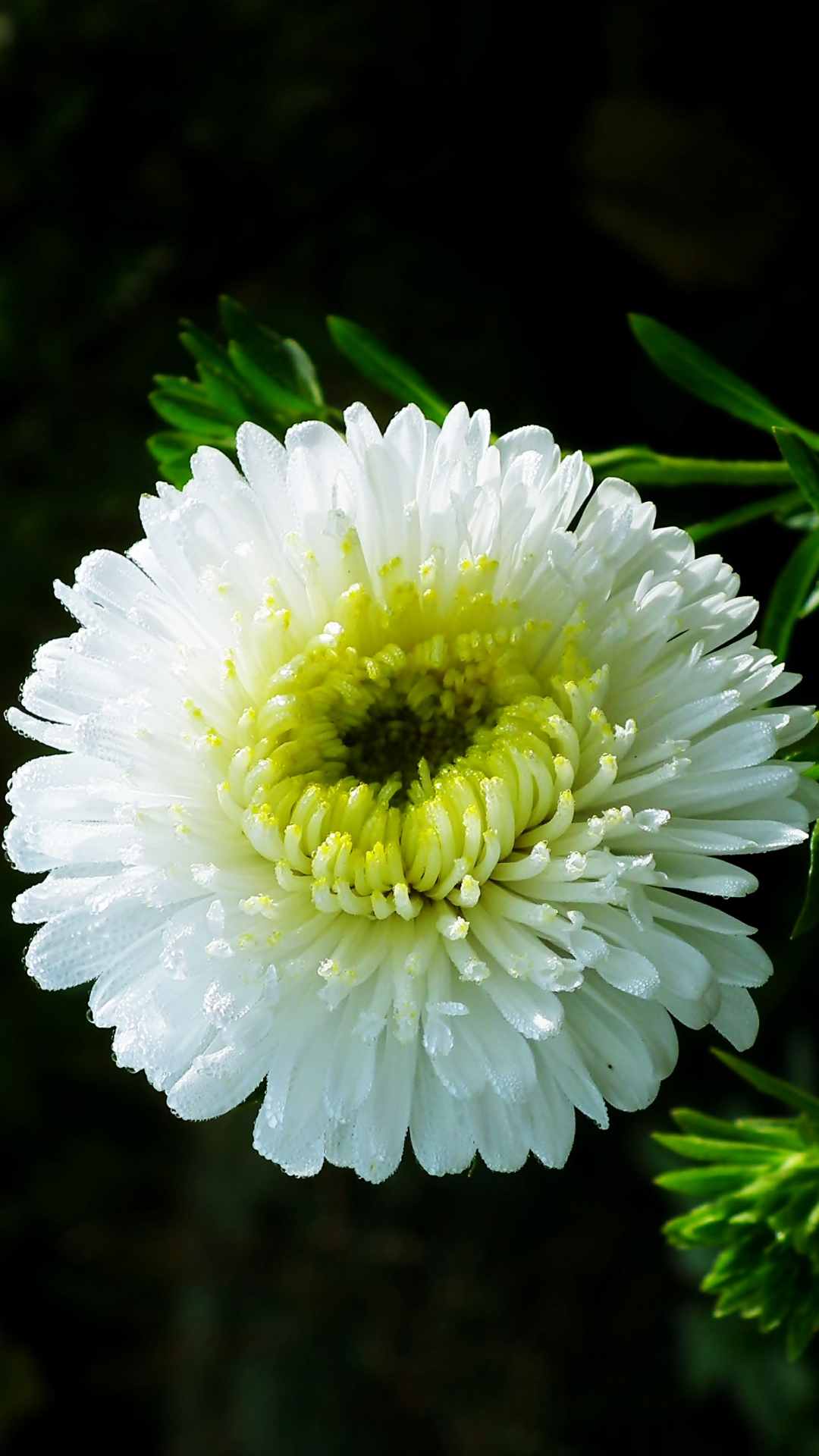 Aster Flower iPhone Wallpaper