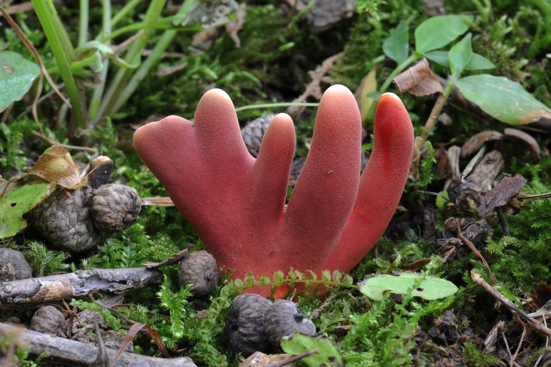 독버섯 붉은사슴뿔버섯 사진